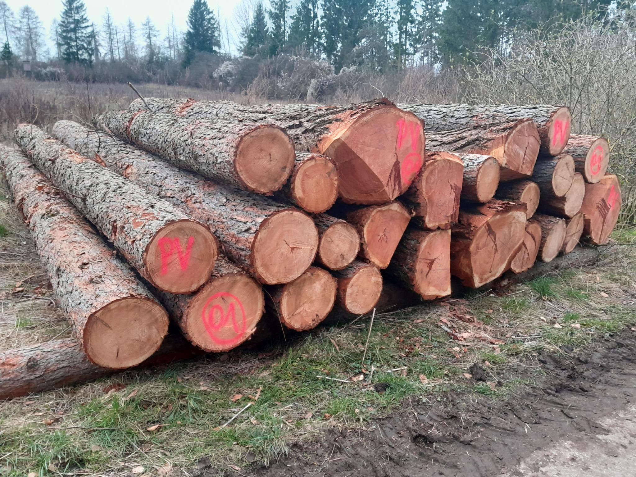 signal 2024 11 16 204048 002