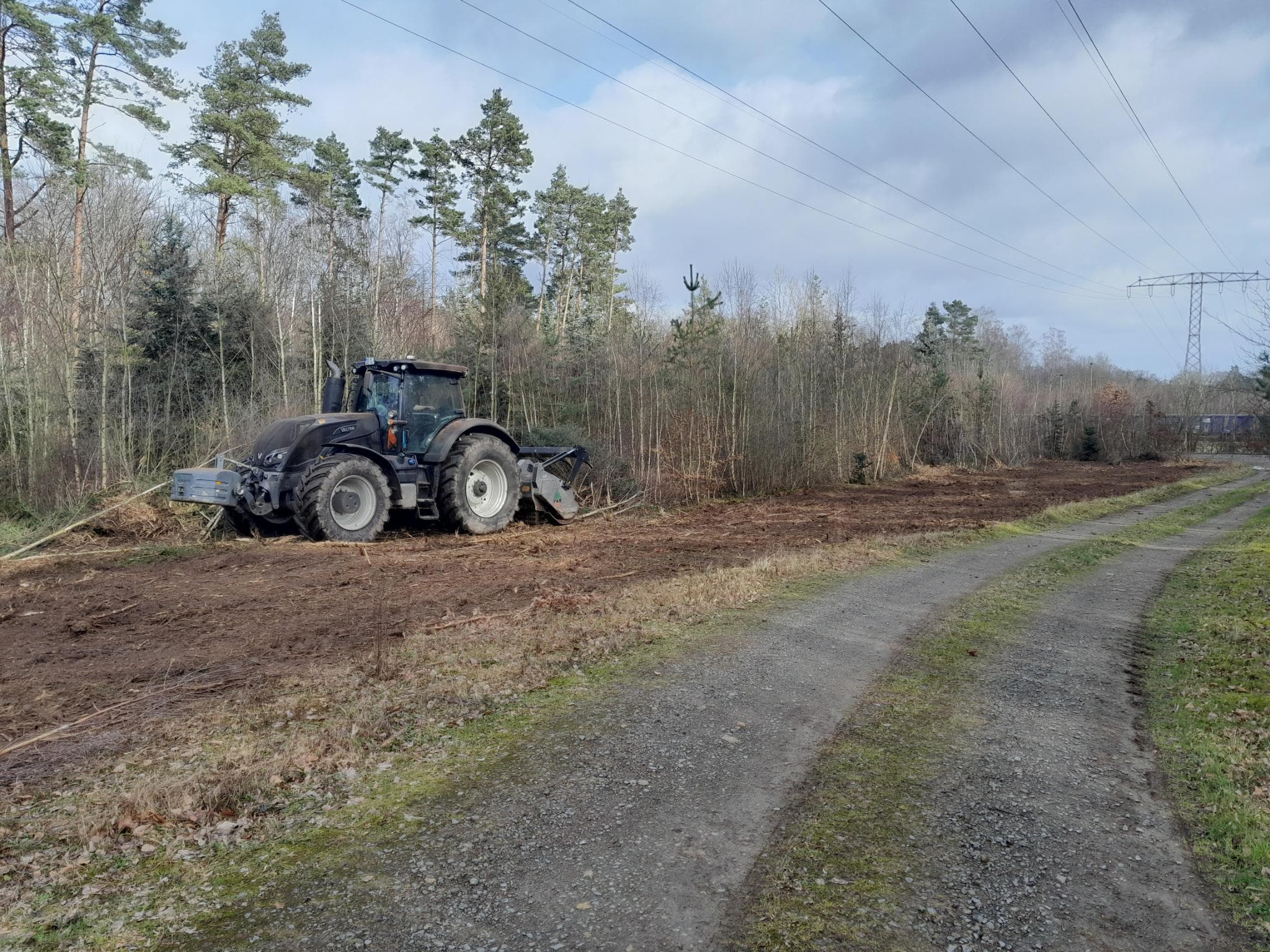 Sichere Baumfällung mit Rigging