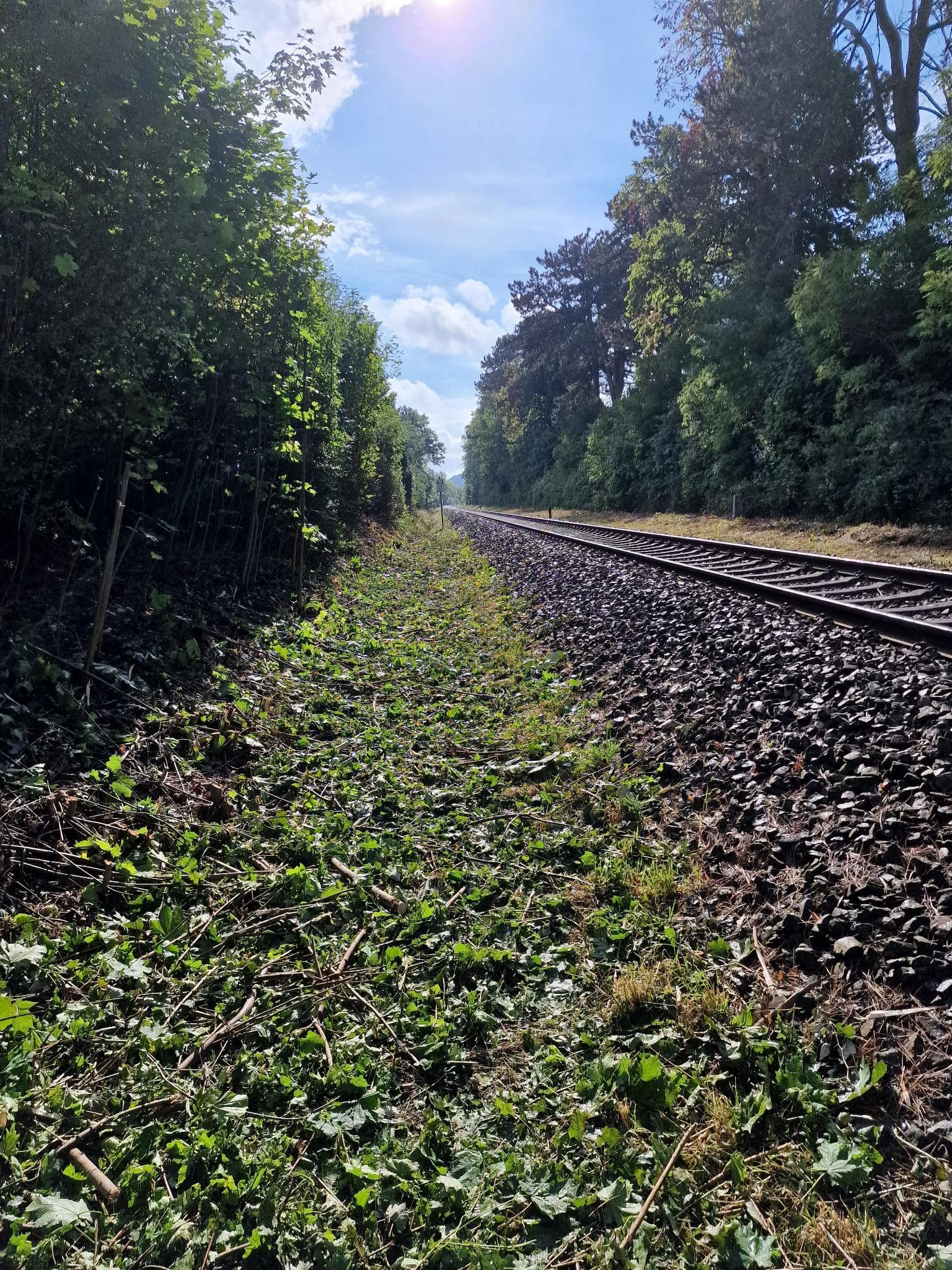 signal 2024 11 17 132336 002