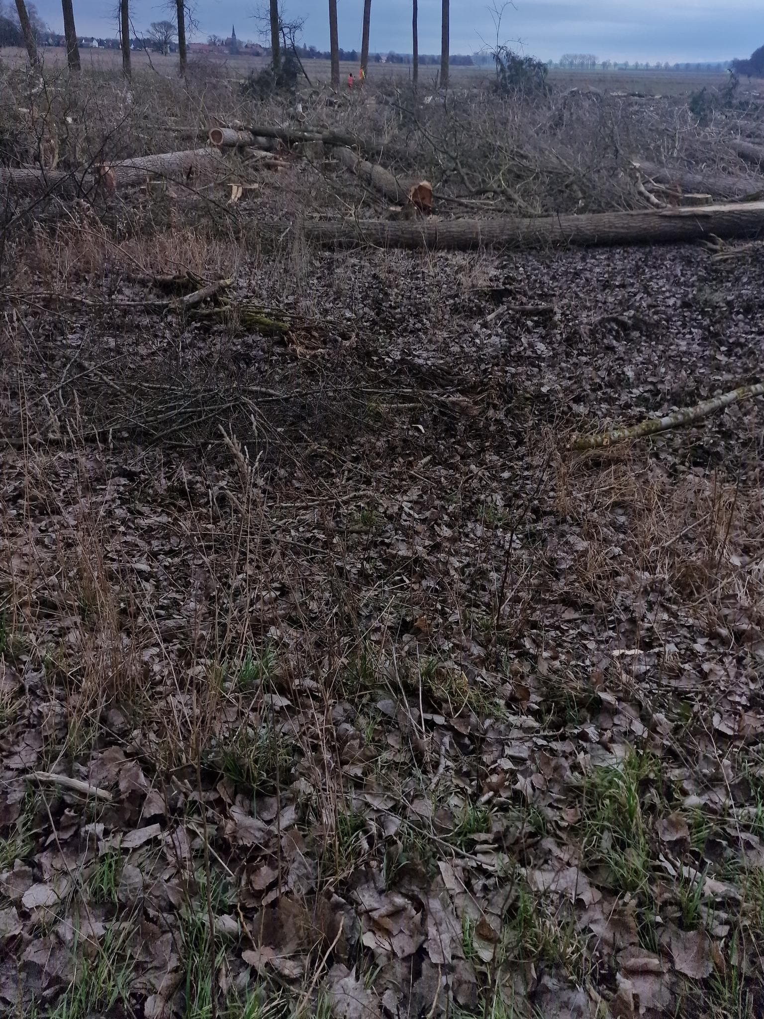 signal 2024 11 17 132937 009