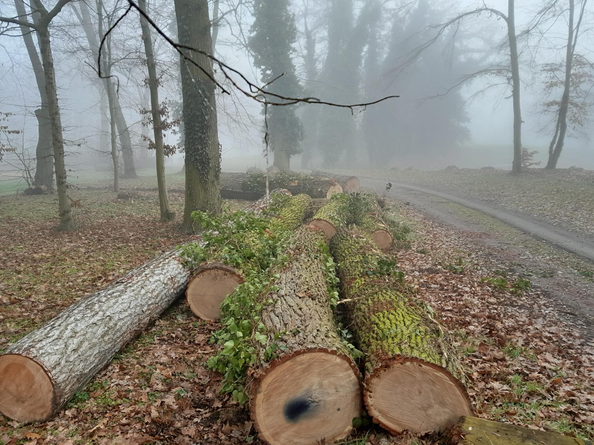 signal 2024 11 17 132937 011