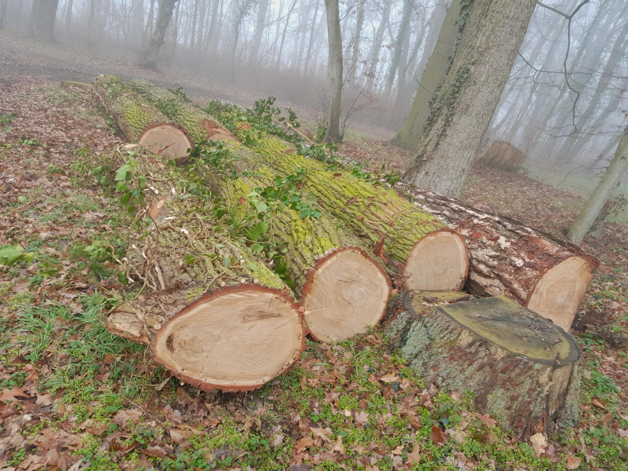 signal 2024 11 17 132937 012