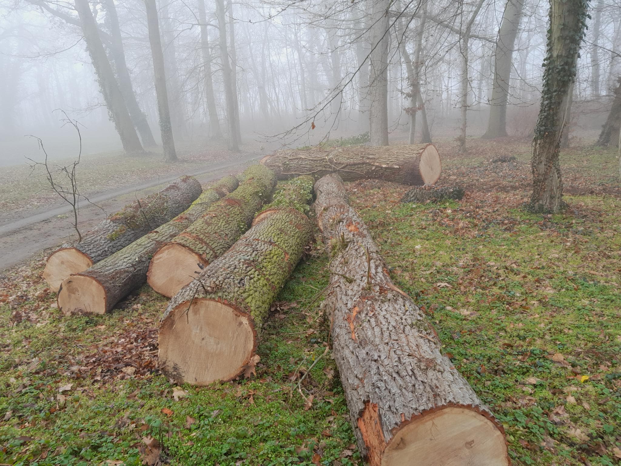 signal 2024 11 17 132937 013