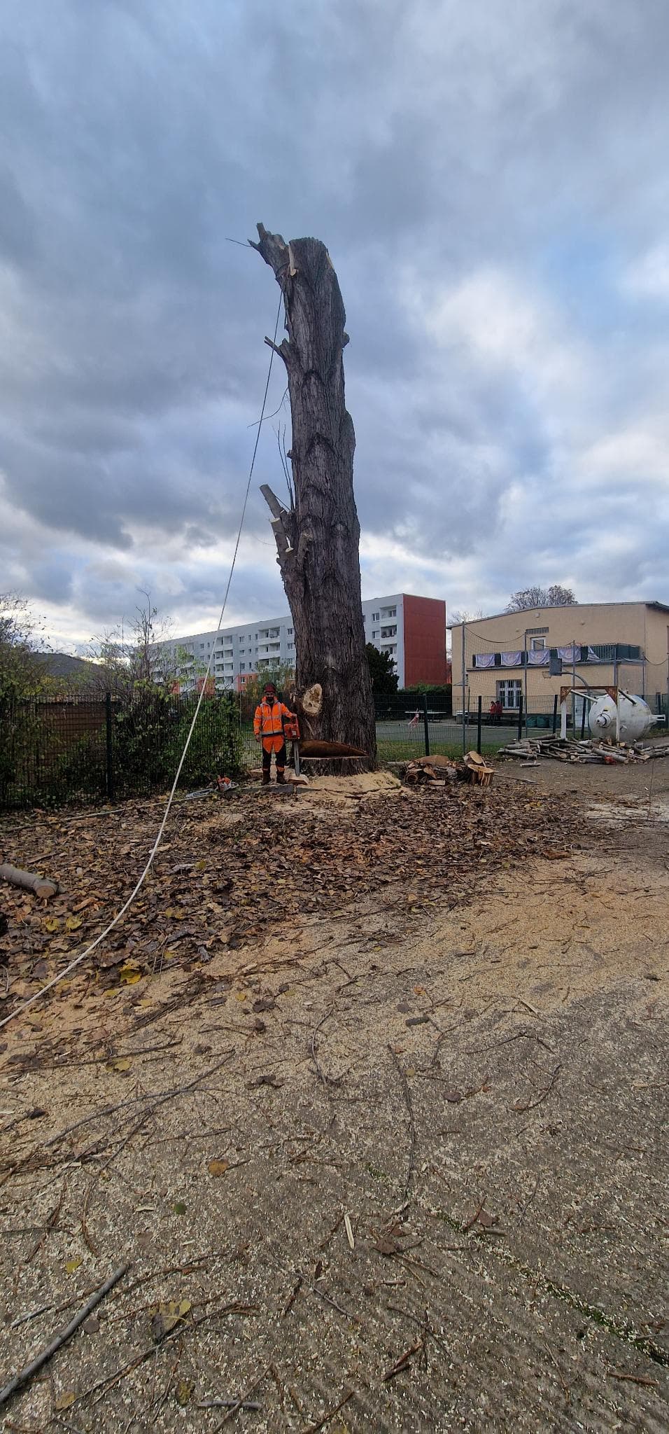 signal 2024 11 17 134421 003