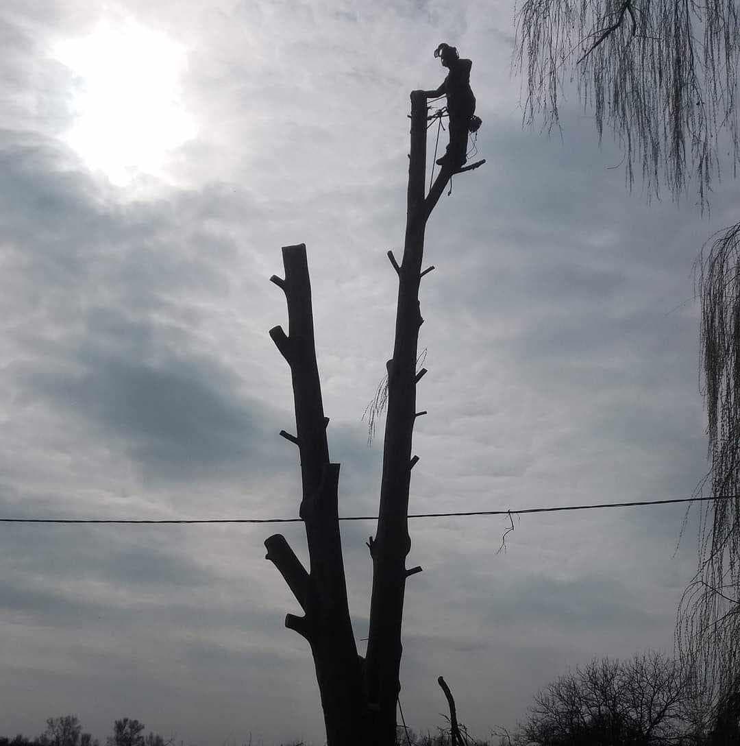 signal 2024 11 17 135309 009