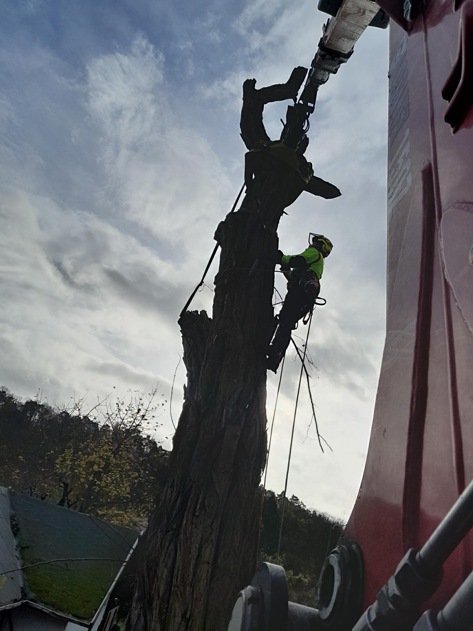 signal 2024 11 21 100233 002